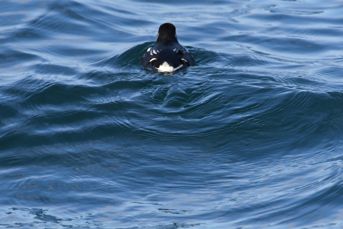 אלקה גמדית - ML647651053