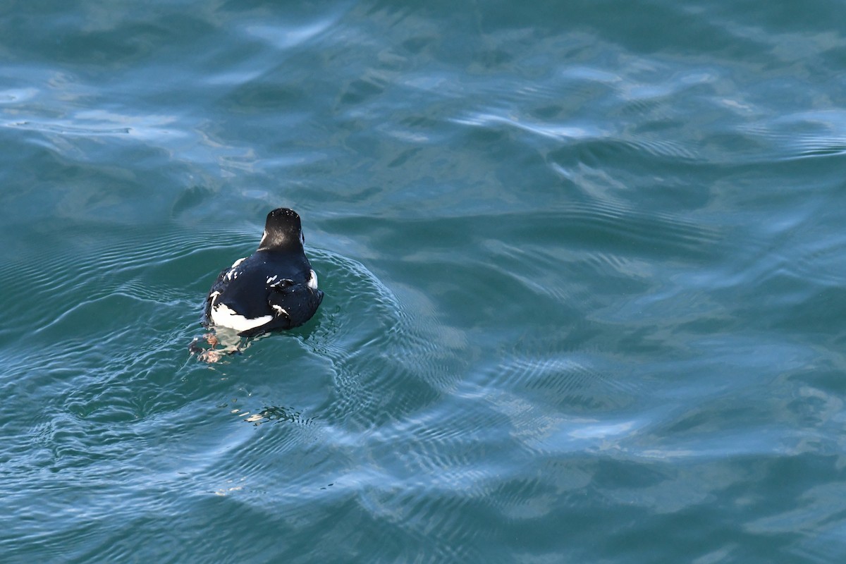 אלקה גמדית - ML647651054