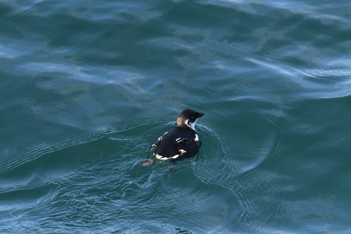 אלקה גמדית - ML647651055