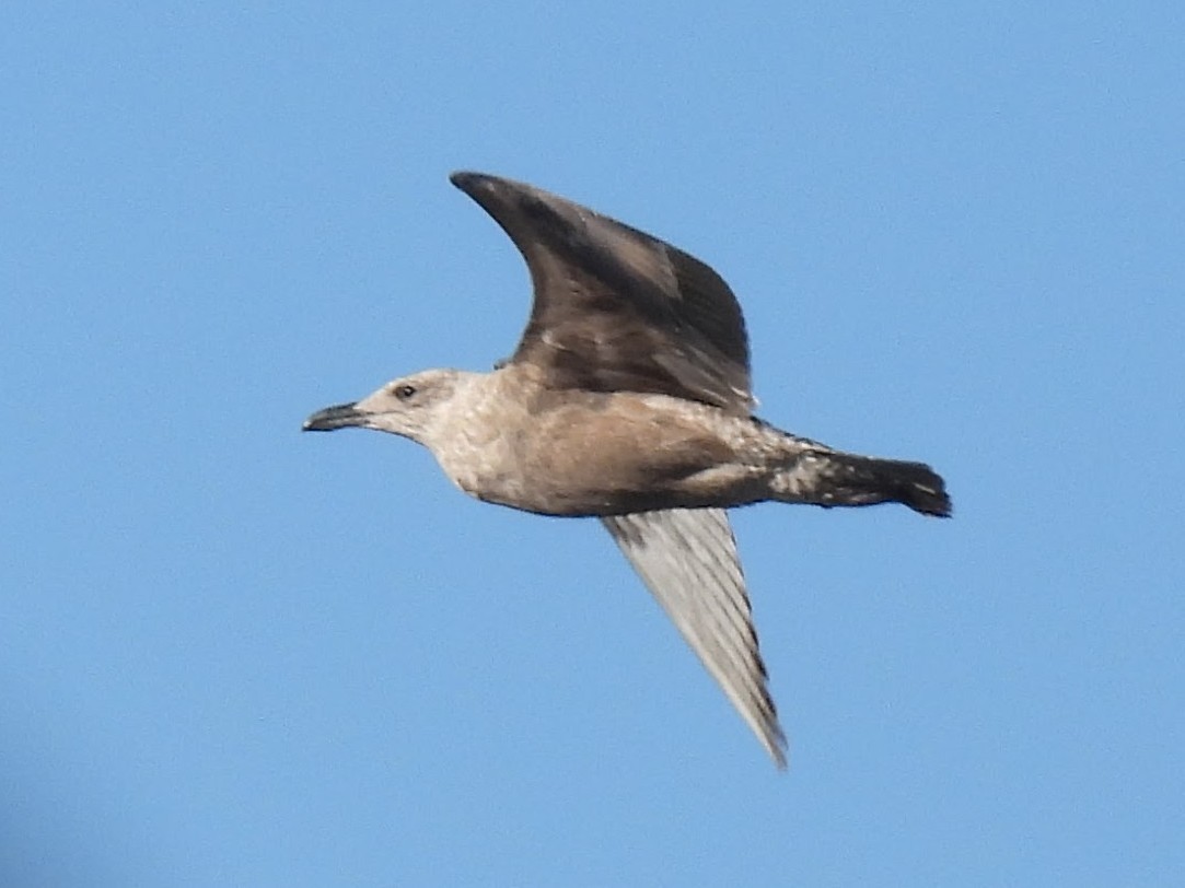 American Herring Gull - ML647651056