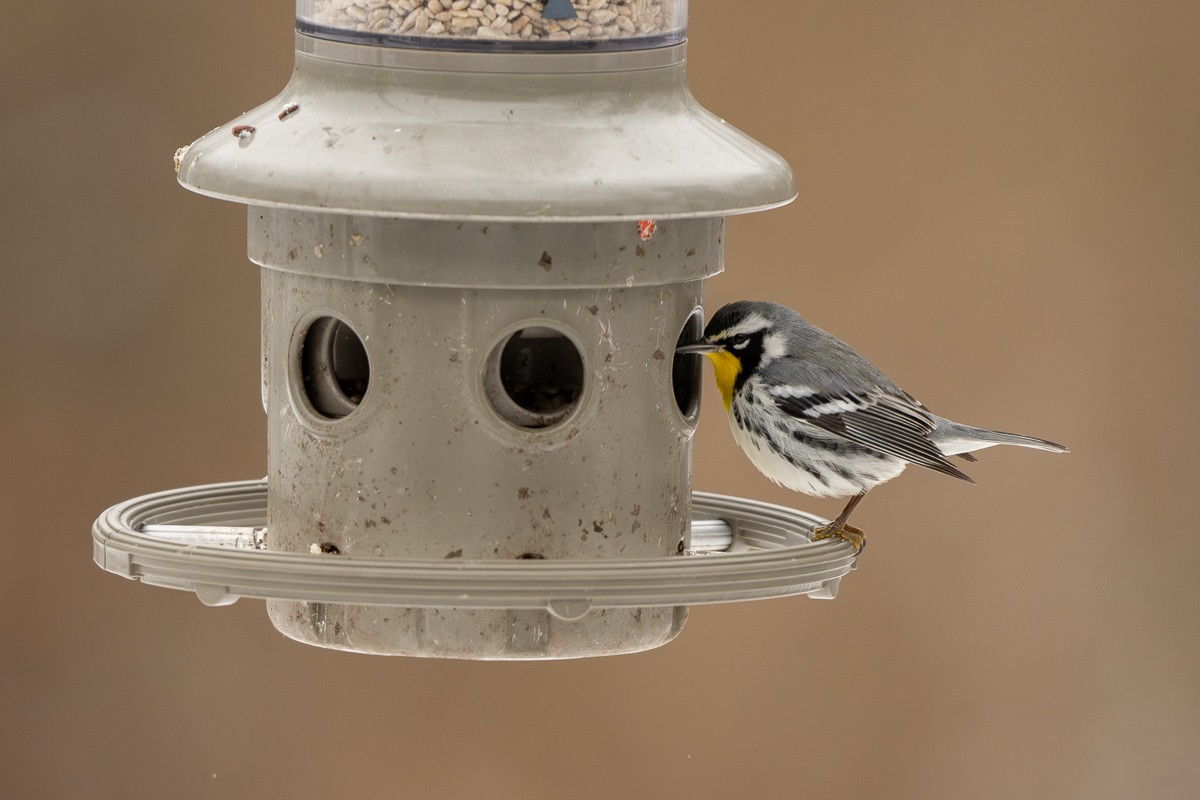 Paruline à gorge jaune - ML647651071