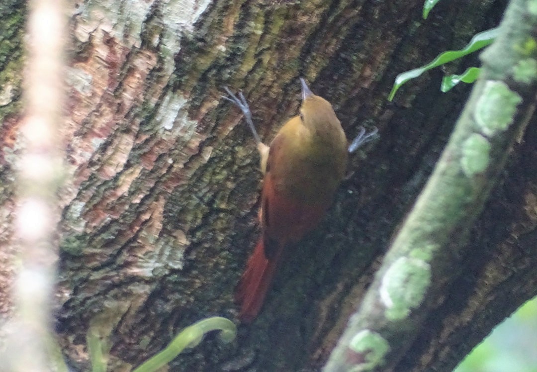 Olivaceous Woodcreeper - ML647651075