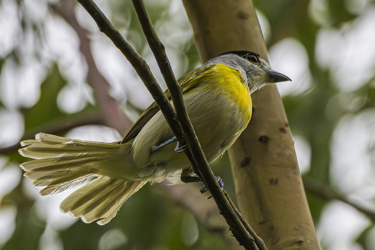 Green-backed Becard - ML647651099