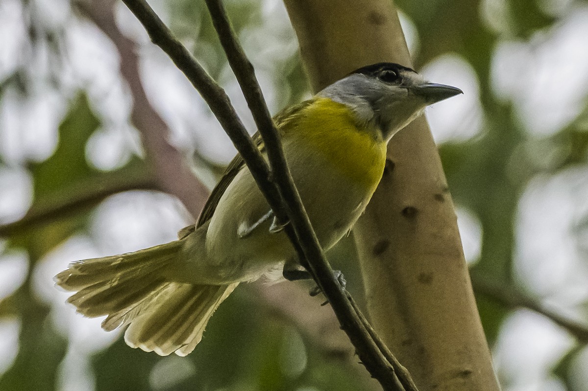 Green-backed Becard - ML647651102