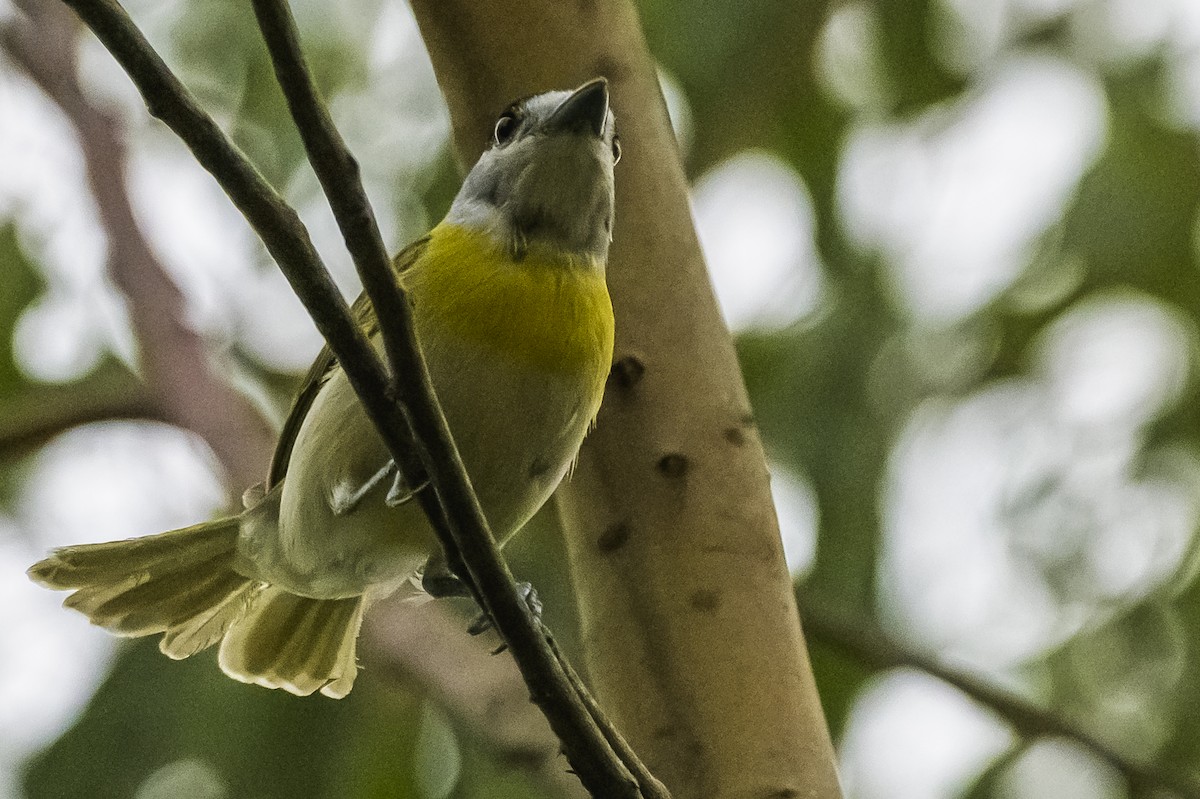 Green-backed Becard - ML647651106