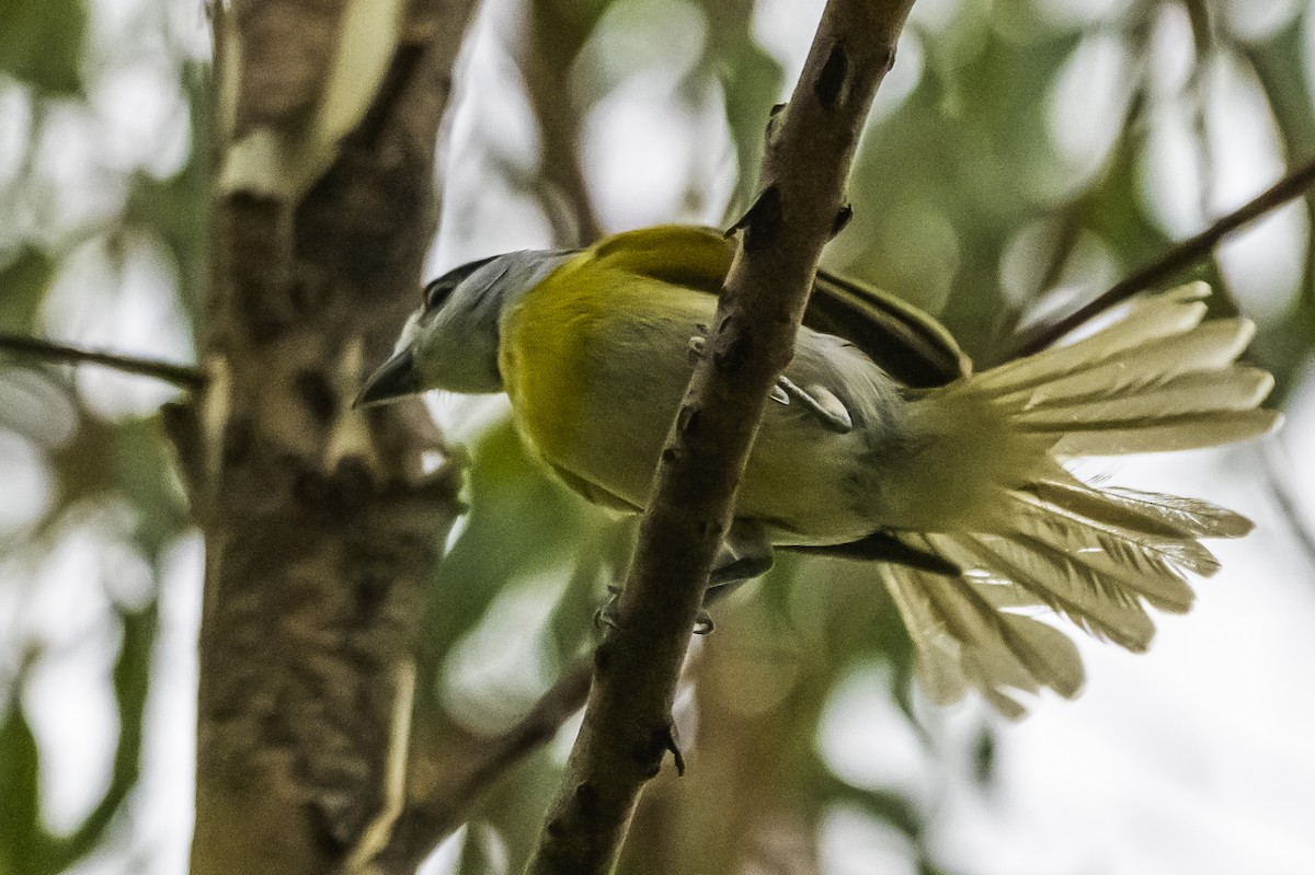 Green-backed Becard - ML647651110