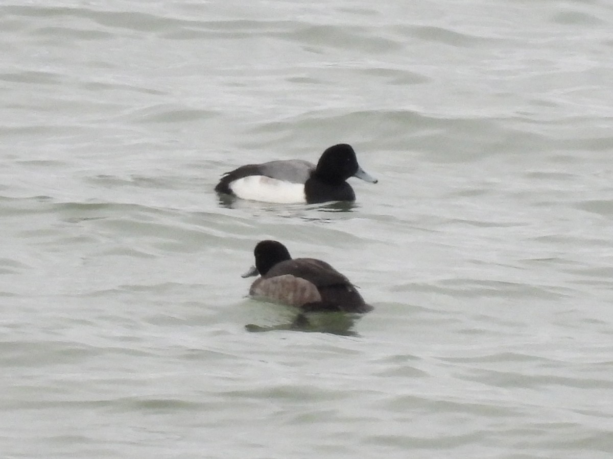 Морская чернеть - ML647651113