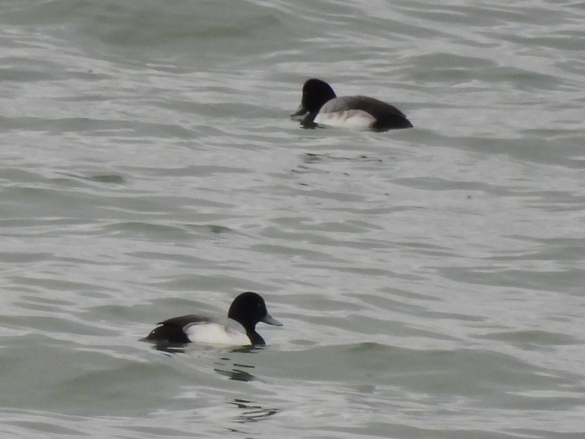 Морская чернеть - ML647651114