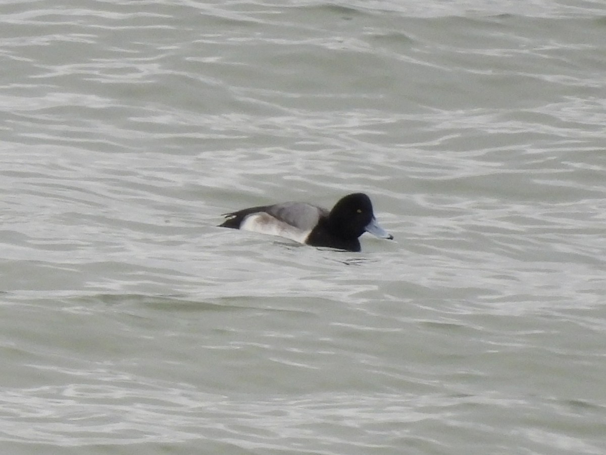 Морская чернеть - ML647651115