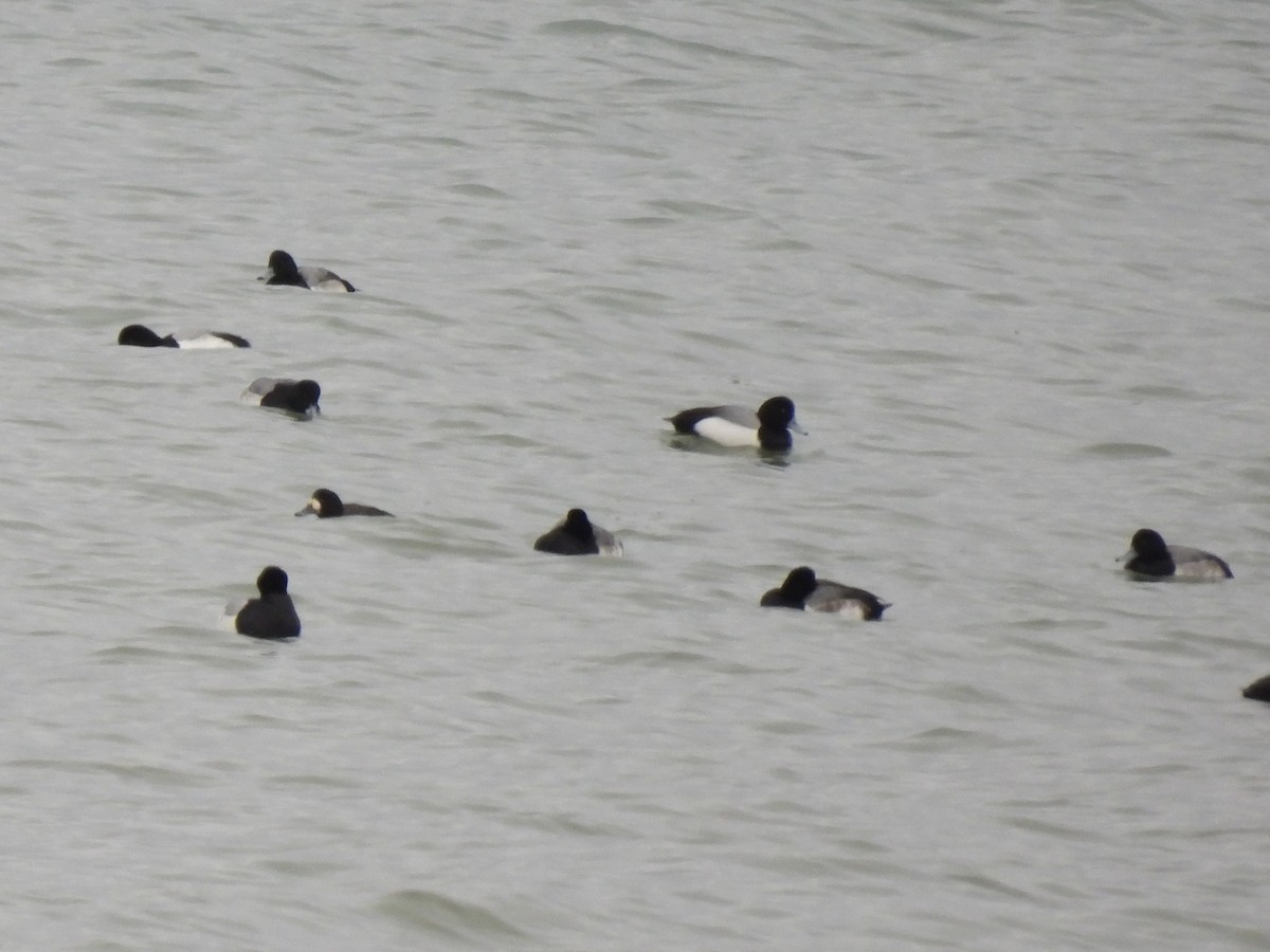 Морская чернеть - ML647651116