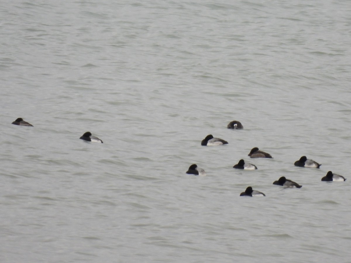 Морская чернеть - ML647651117