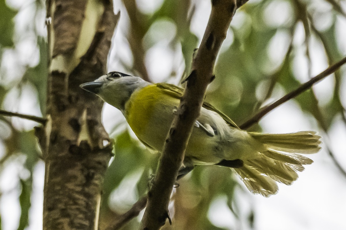 Green-backed Becard - ML647651118