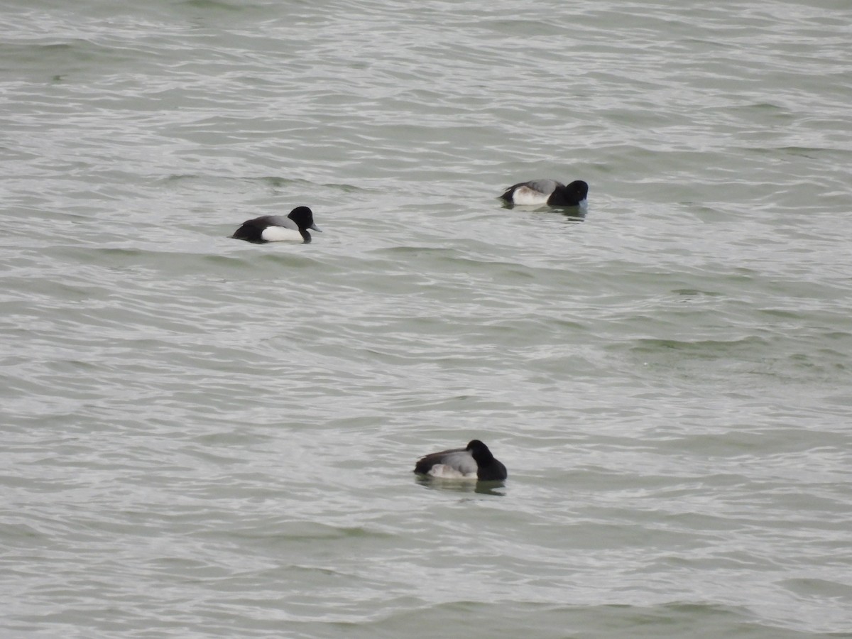 Морская чернеть - ML647651119