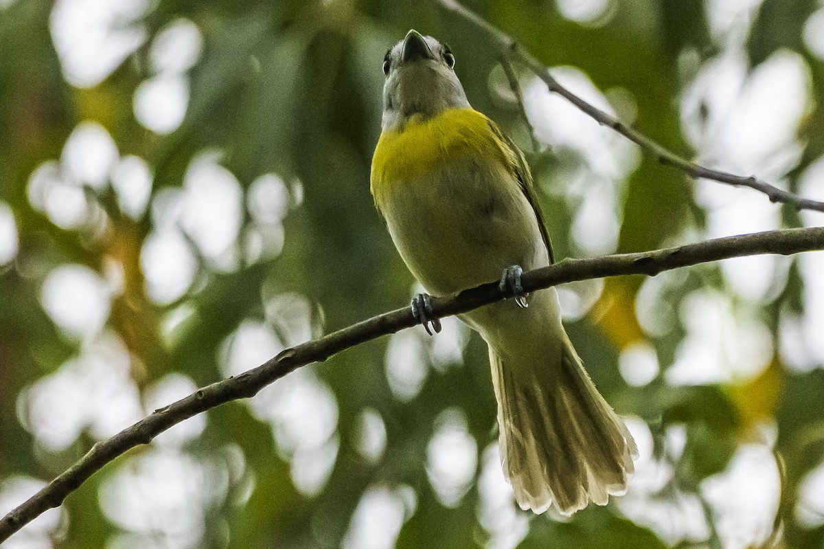 Green-backed Becard - ML647651123