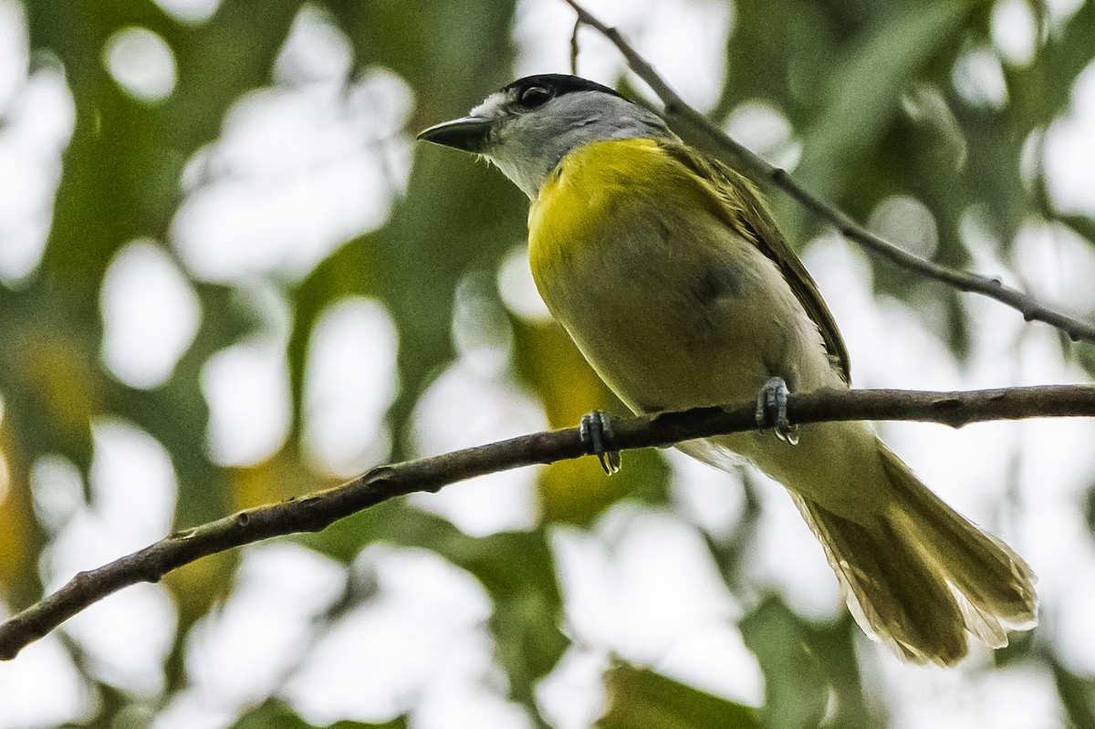 Green-backed Becard - ML647651125