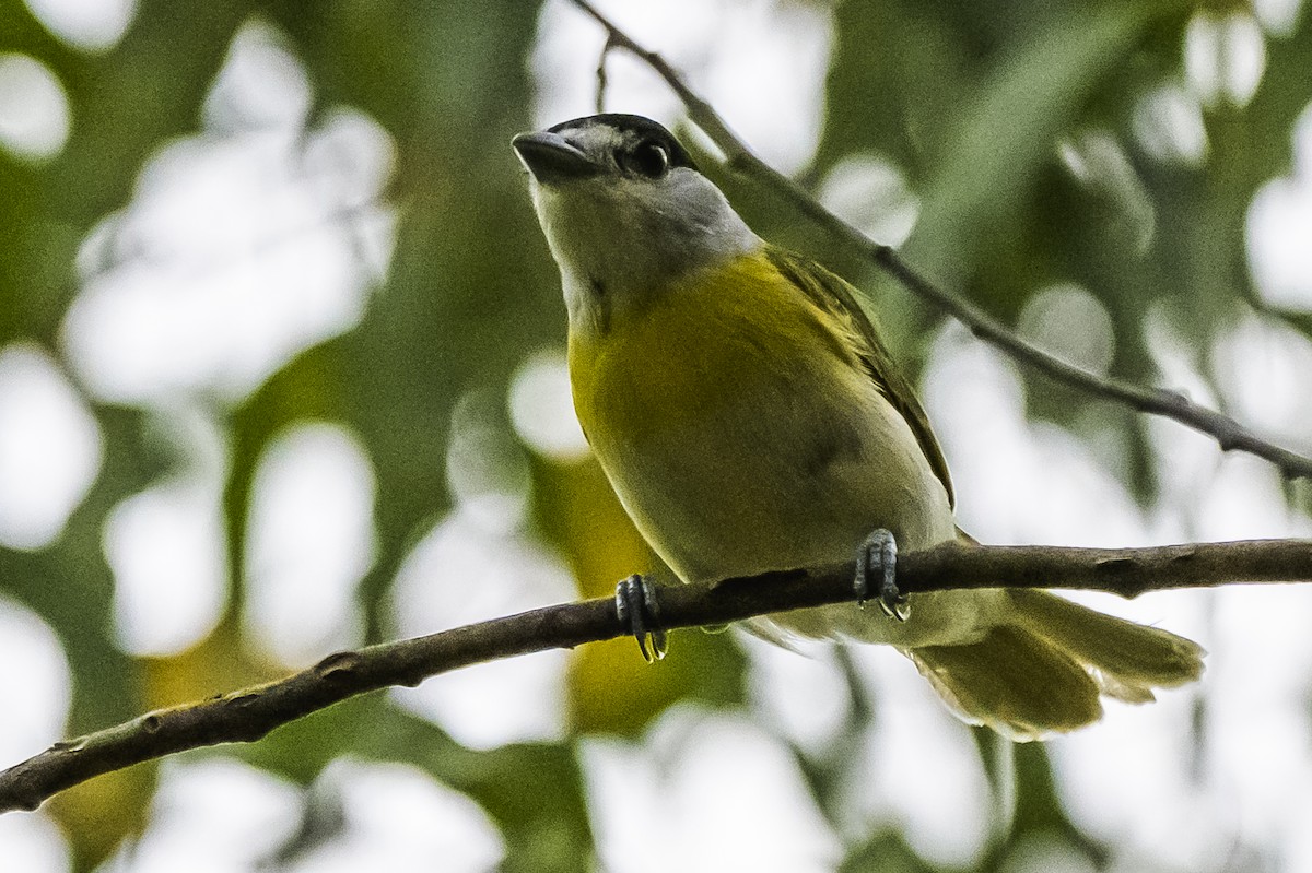 Green-backed Becard - ML647651127