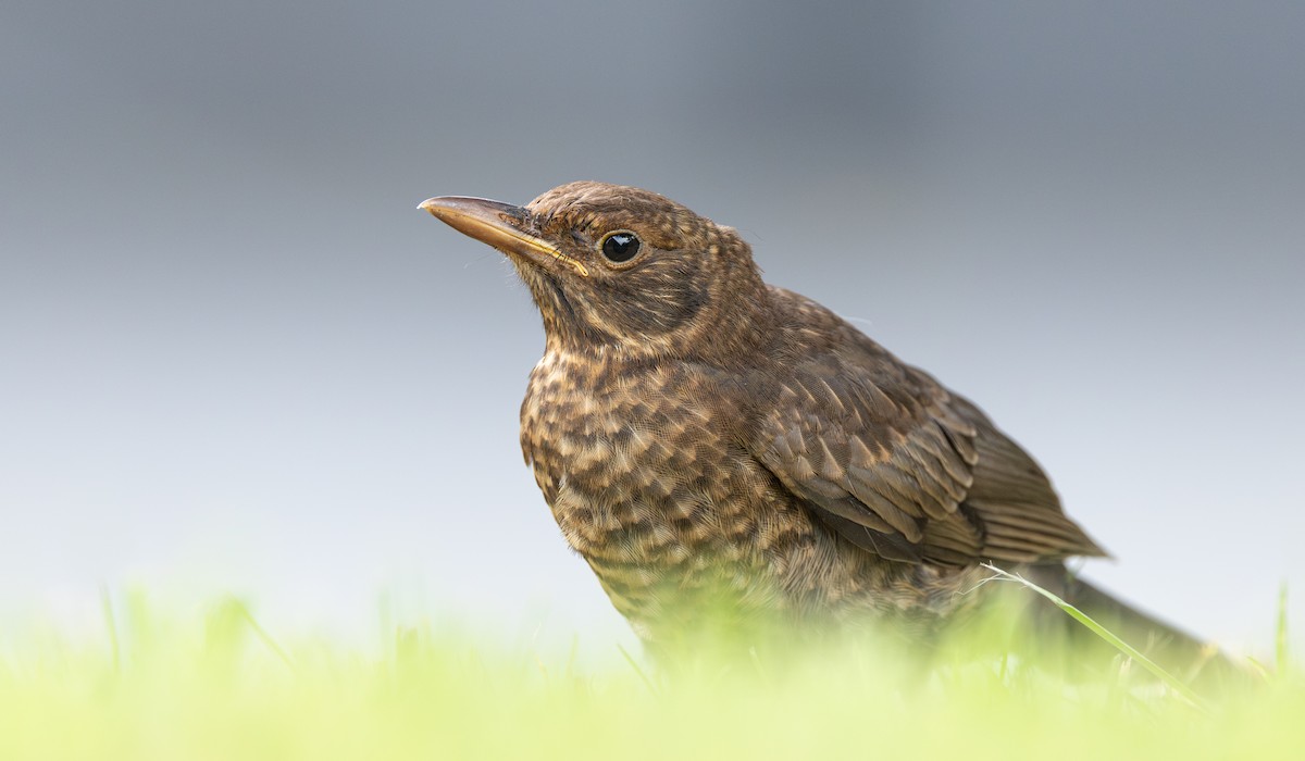 Дрізд чорний - ML647651139