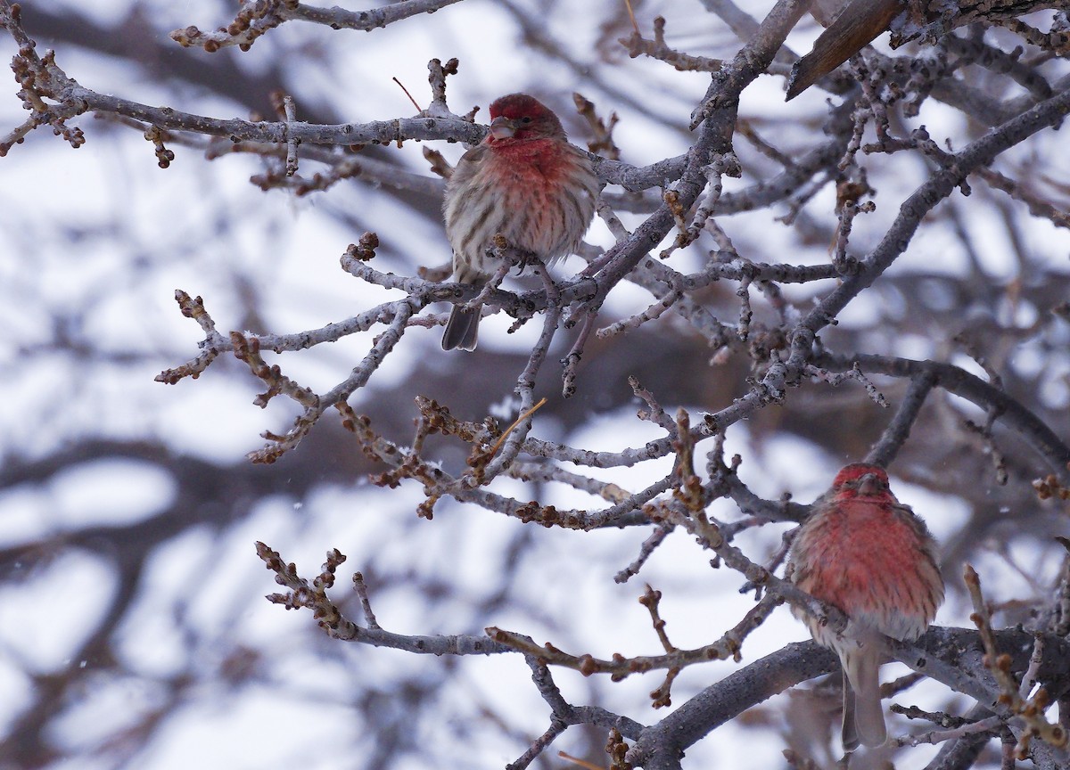 Чечевиця садова - ML647651145
