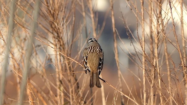 Белобровая овсянка - ML647651149