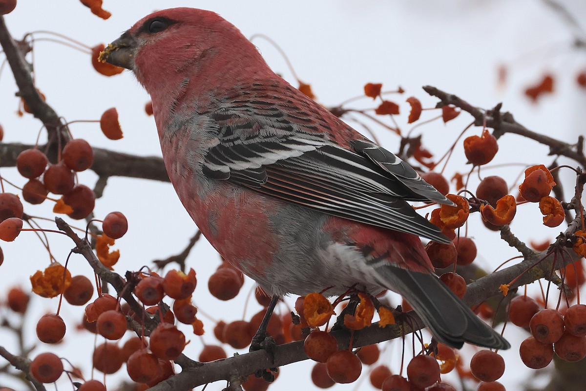 ギンザンマシコ - ML647651226