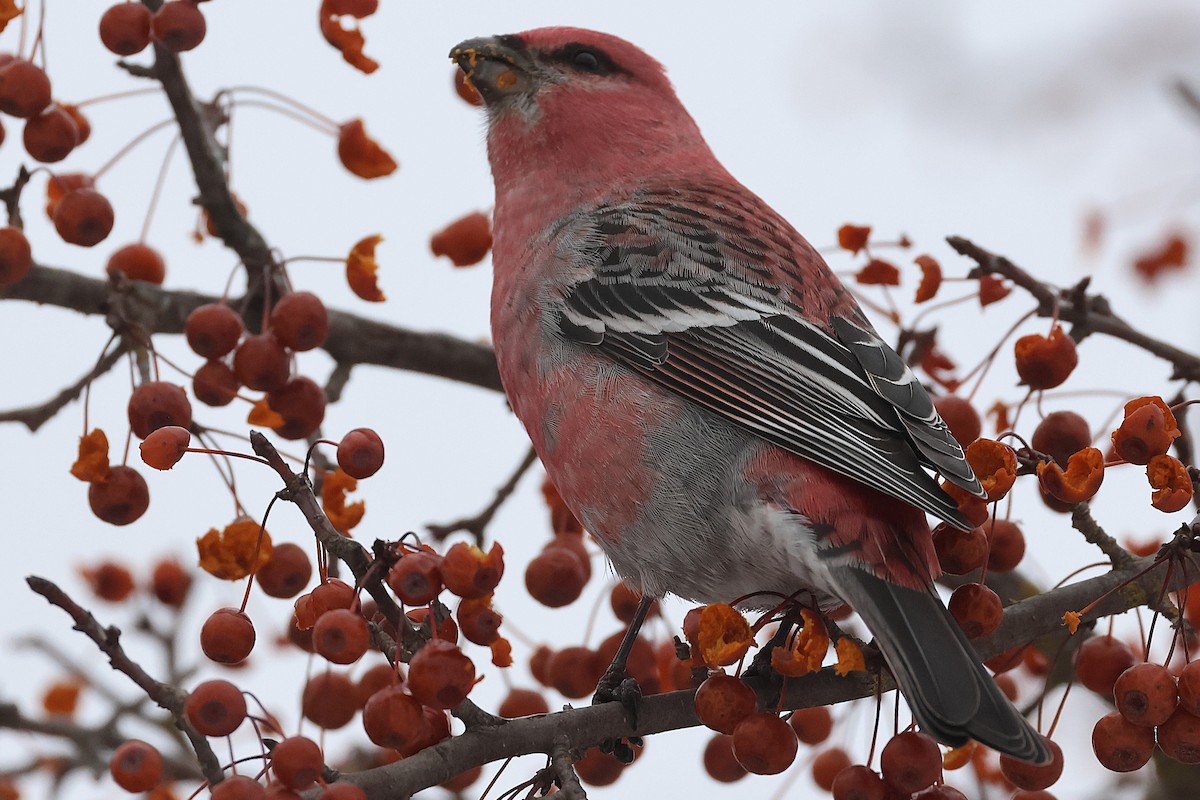 ギンザンマシコ - ML647651227