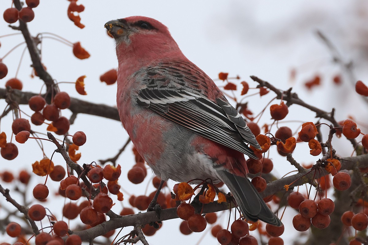 ギンザンマシコ - ML647651229