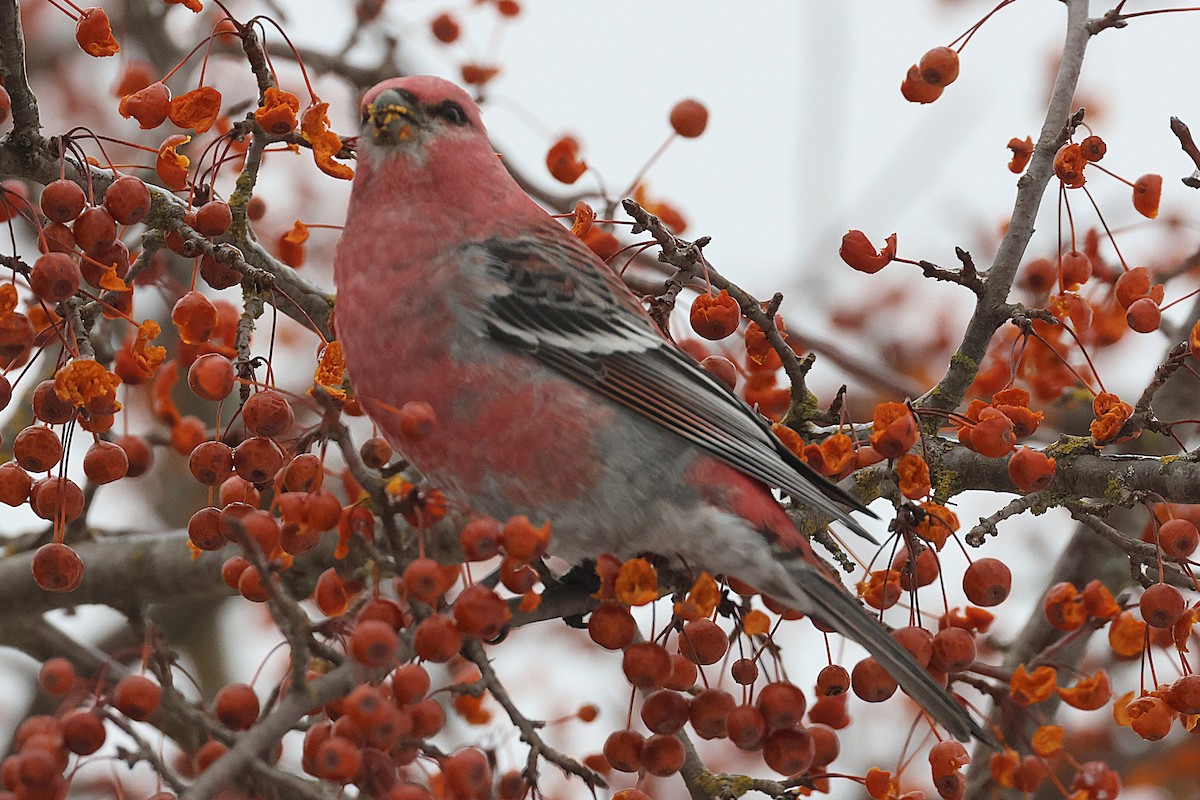 ギンザンマシコ - ML647651230