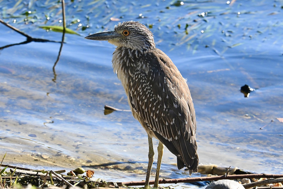 kvakoš žlutočelý - ML647651245