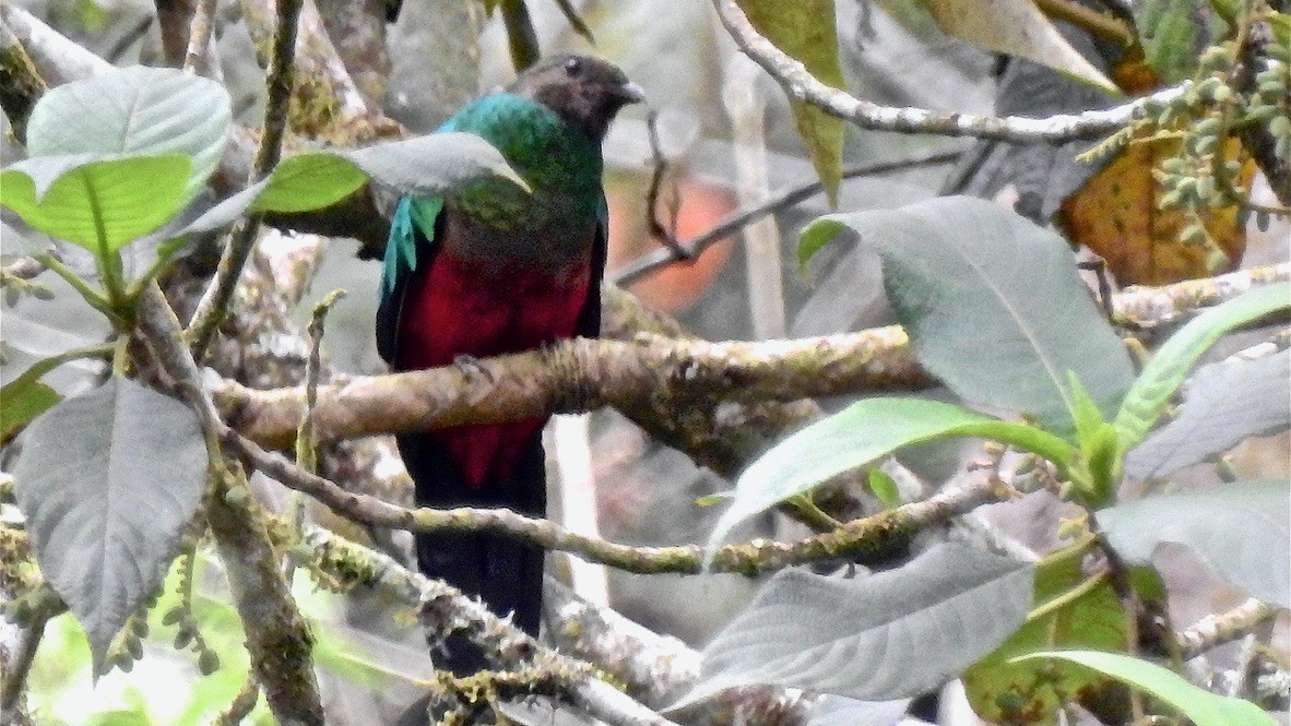 Quetzal doré - ML647651292