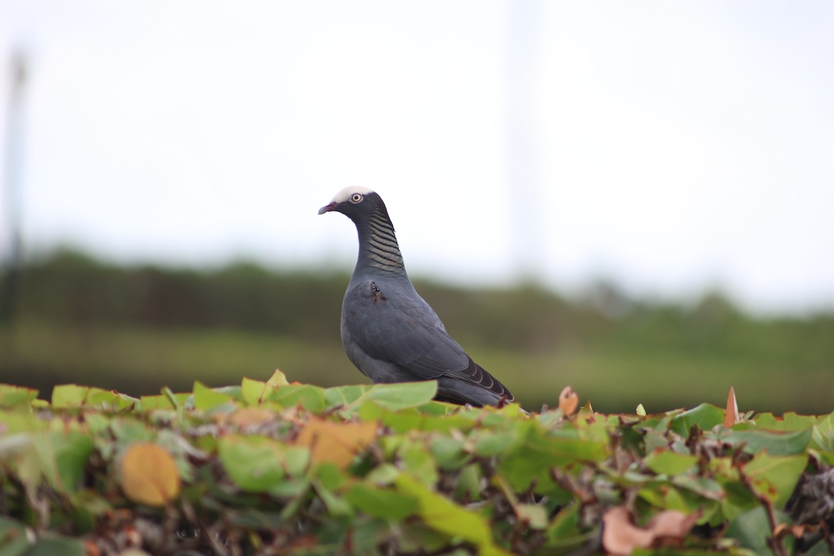 White-crowned Pigeon - ML647651309