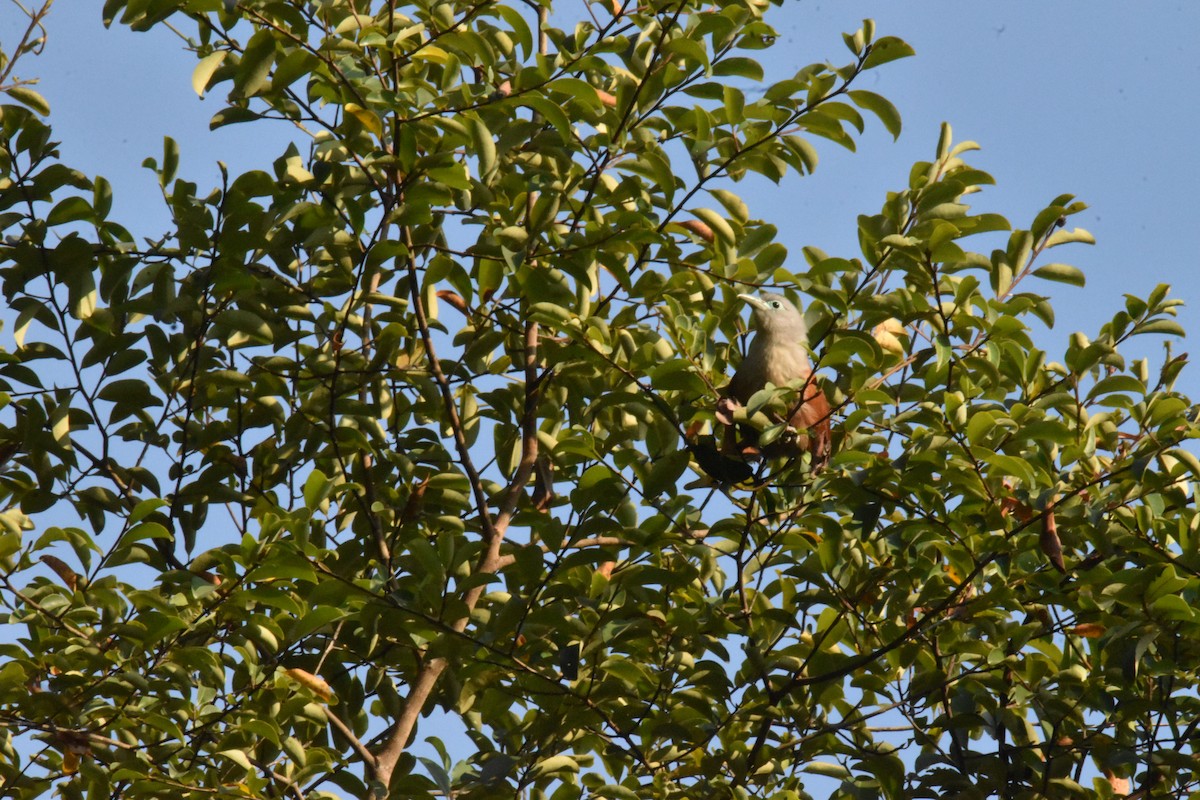 Raffles's Malkoha - ML647651310