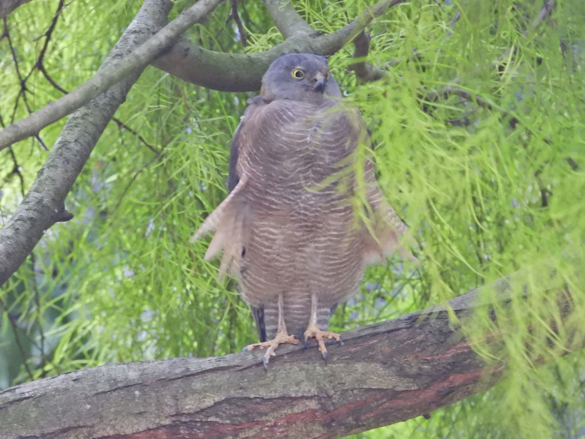Collared Sparrowhawk - ML647651317