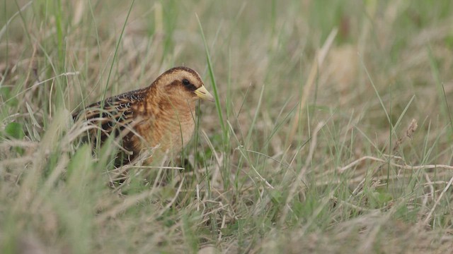 Жёлтая курочка-малютка - ML647651318