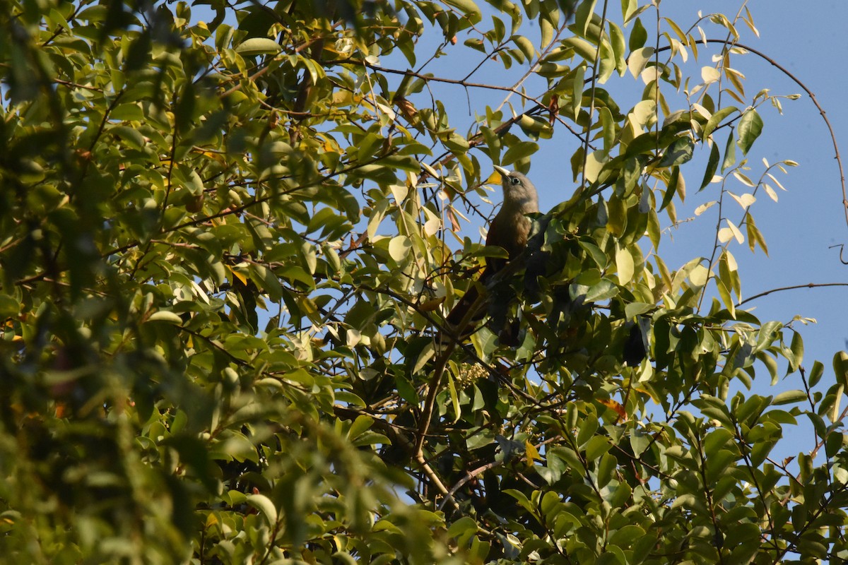Raffles's Malkoha - ML647651319