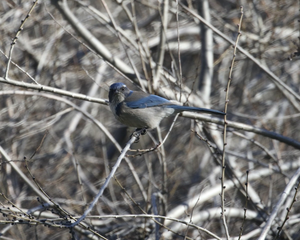 California Scrub-Jay - ML647651322