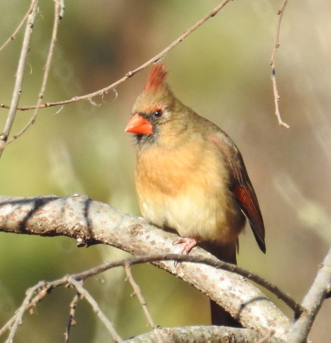 Northern Cardinal - ML647651323