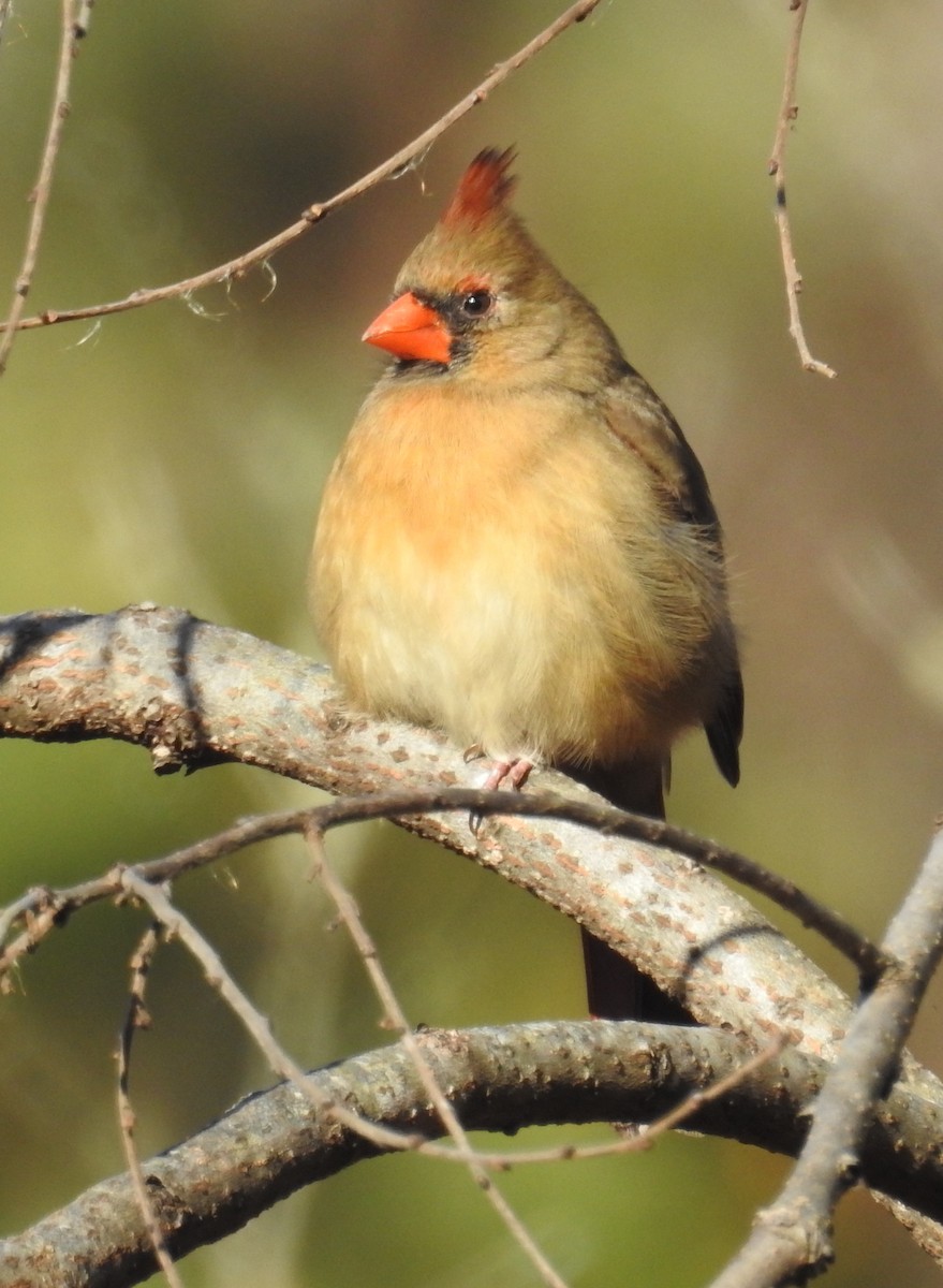 Northern Cardinal - ML647651324