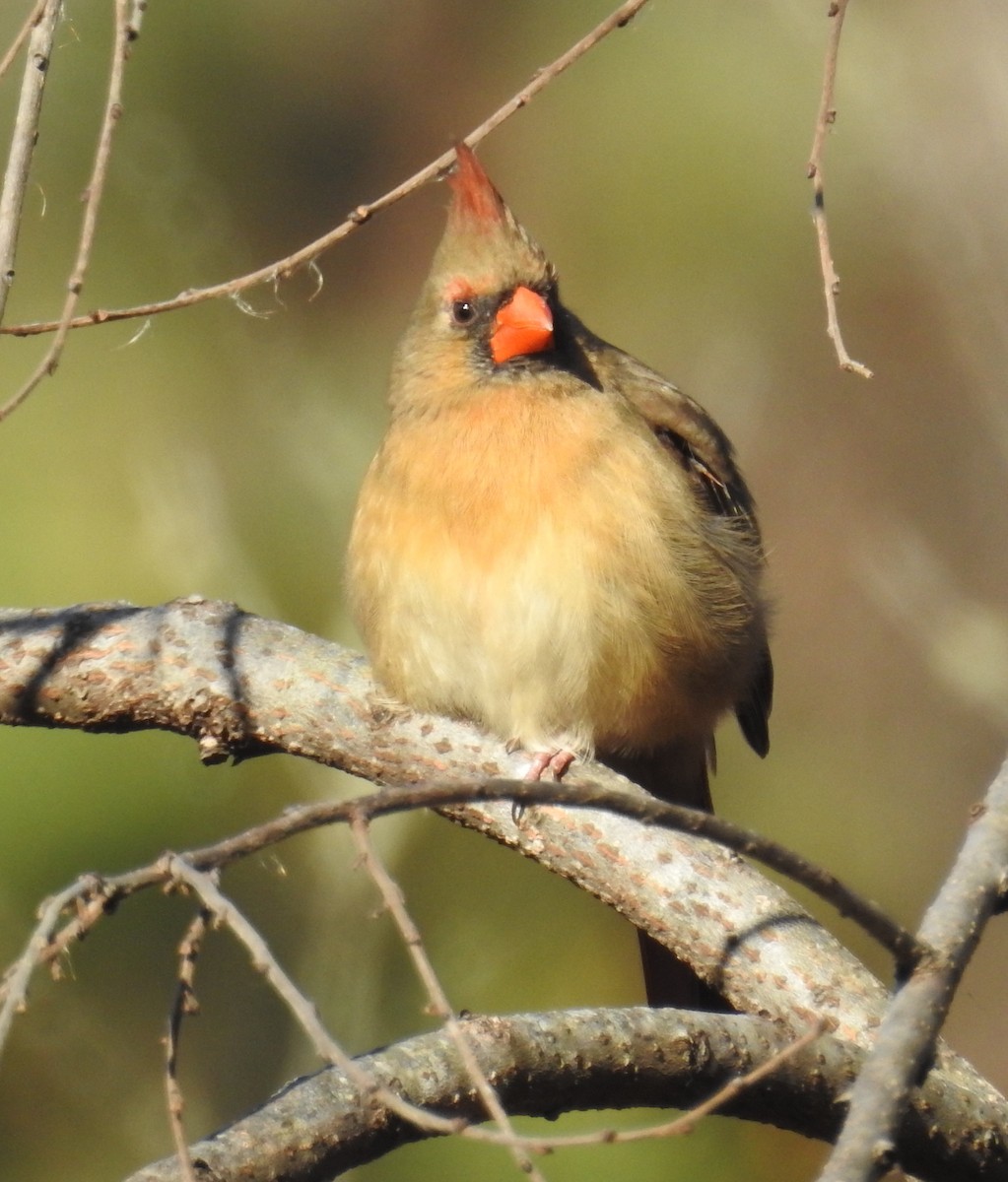 Northern Cardinal - ML647651325
