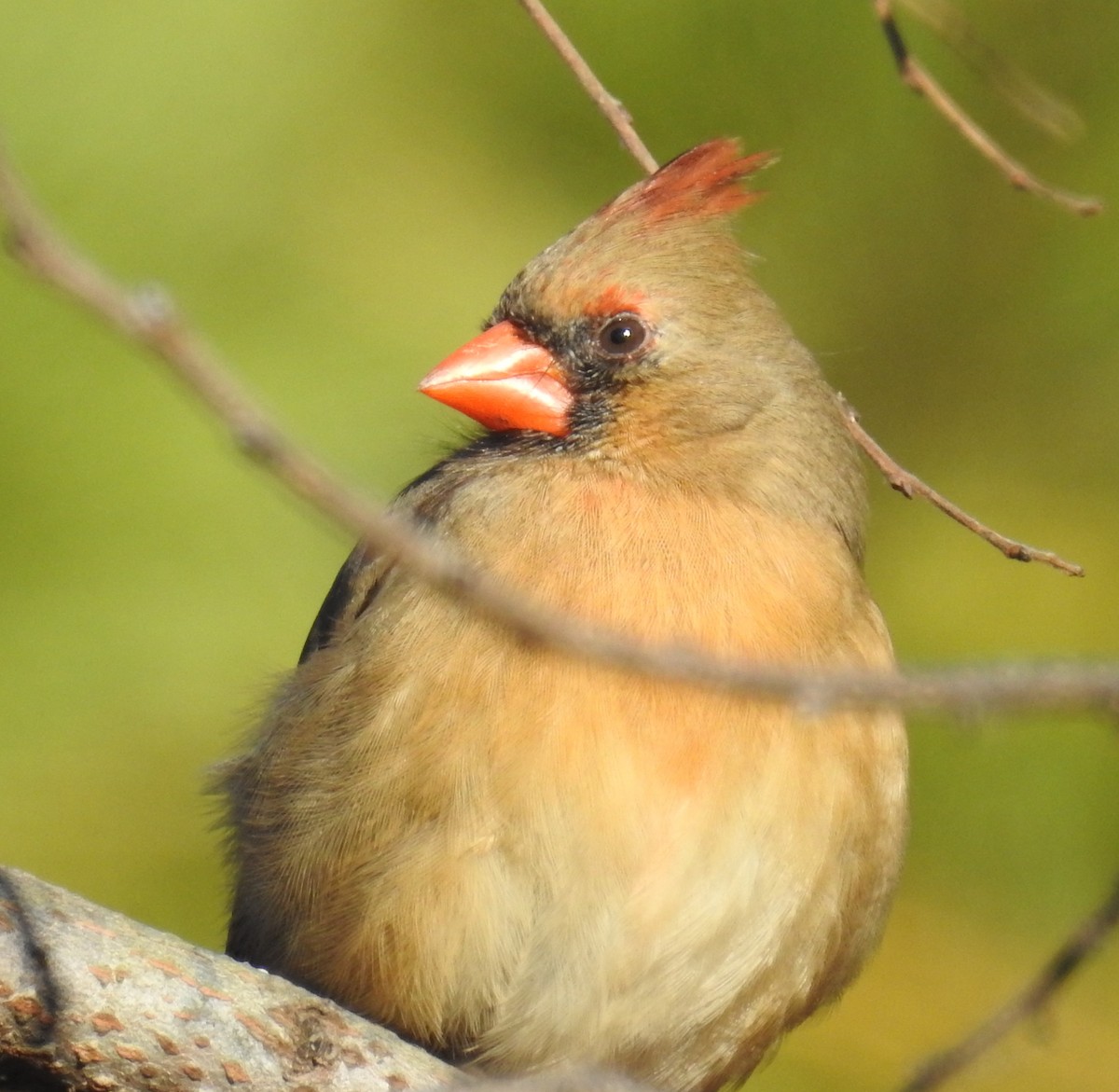 Northern Cardinal - ML647651326