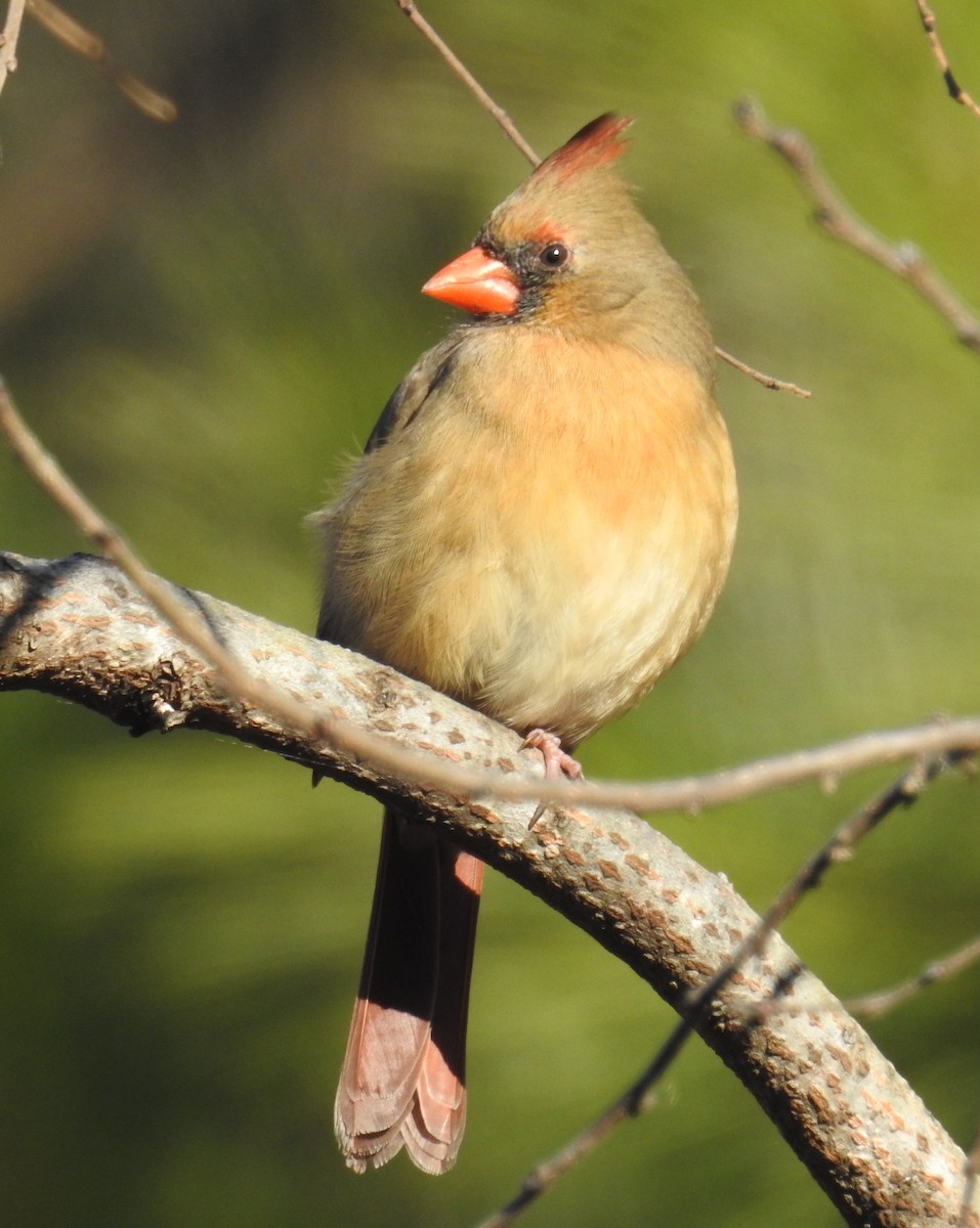 Northern Cardinal - ML647651327