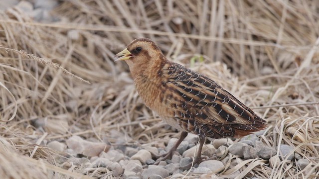 Жёлтая курочка-малютка - ML647651328