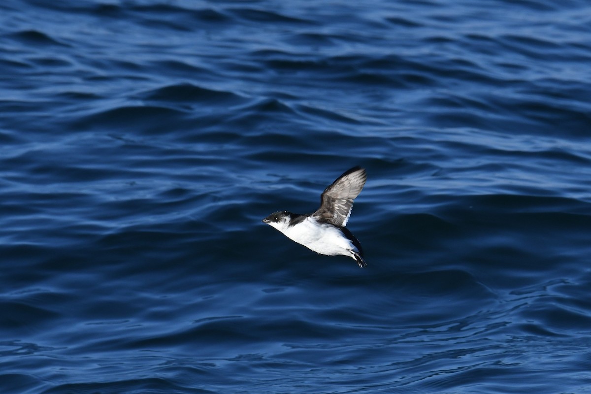 Dovekie - ML647651329