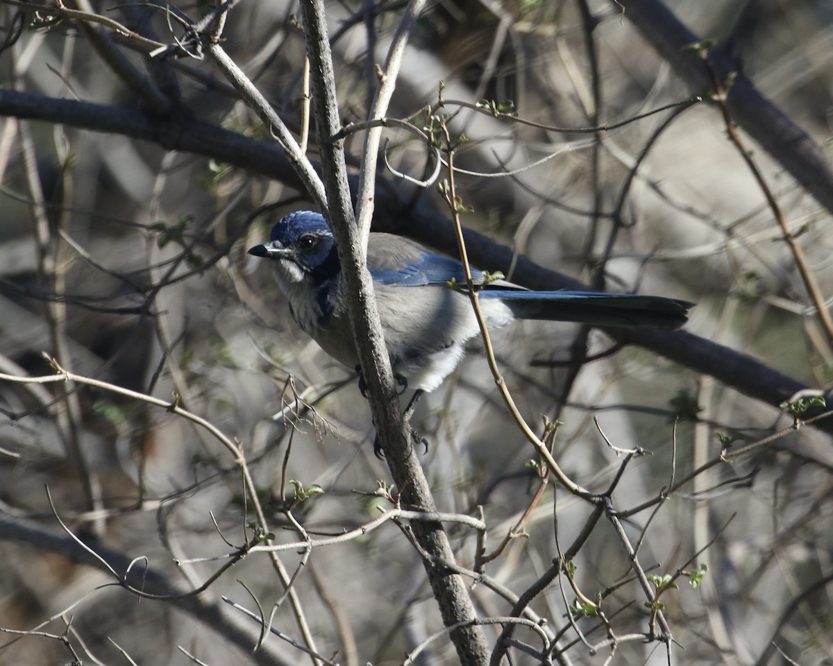 California Scrub-Jay - ML647651330