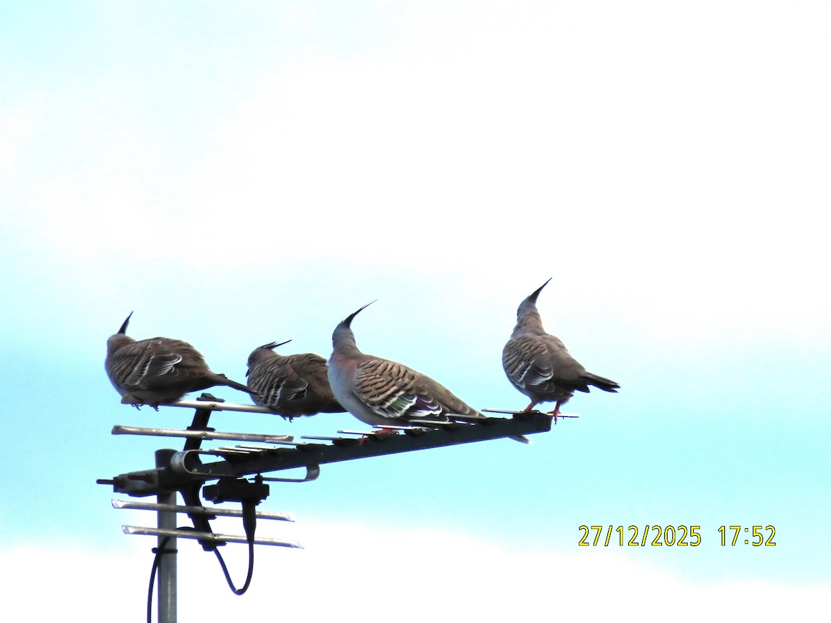 Crested Pigeon - ML647651331