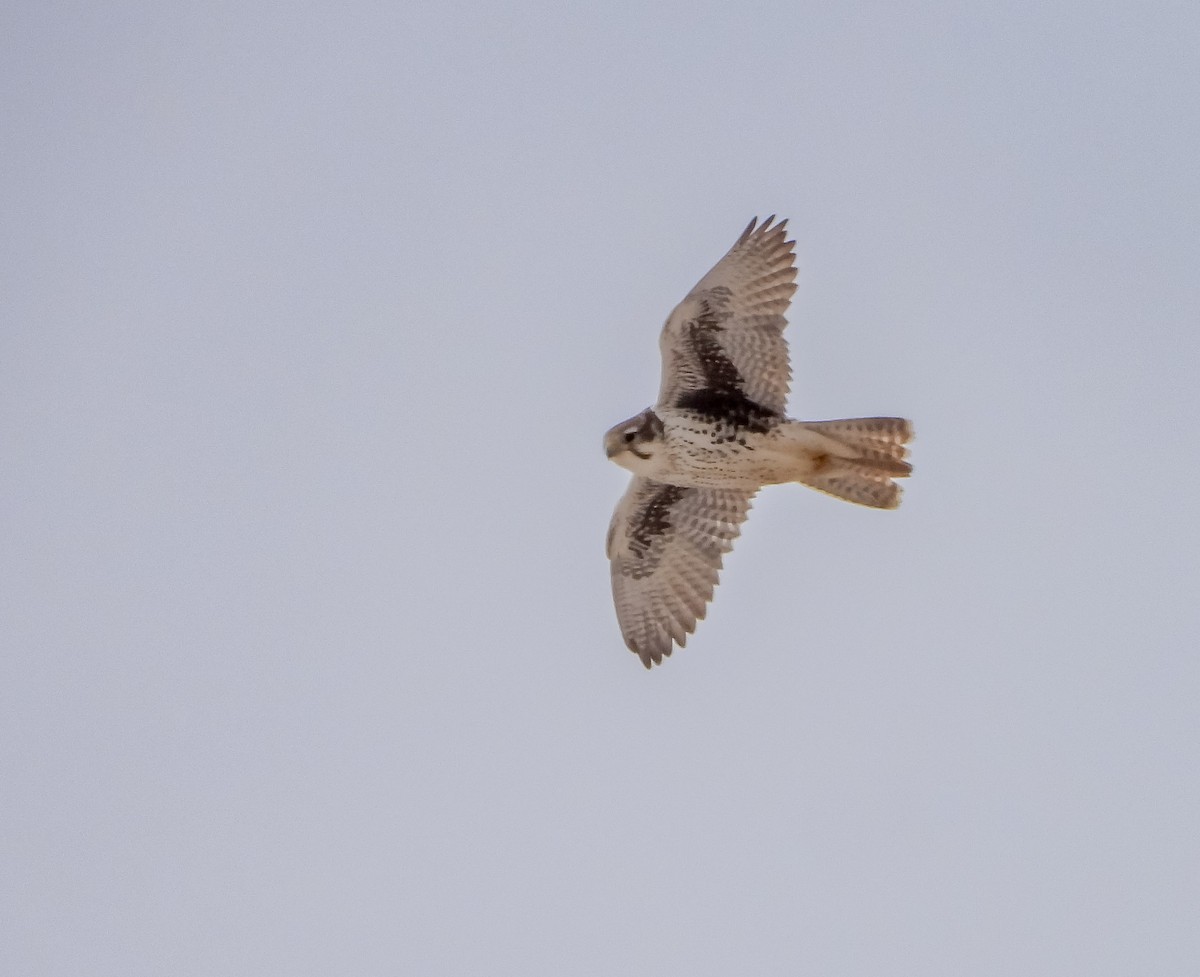 Prairie Falcon - ML647651332