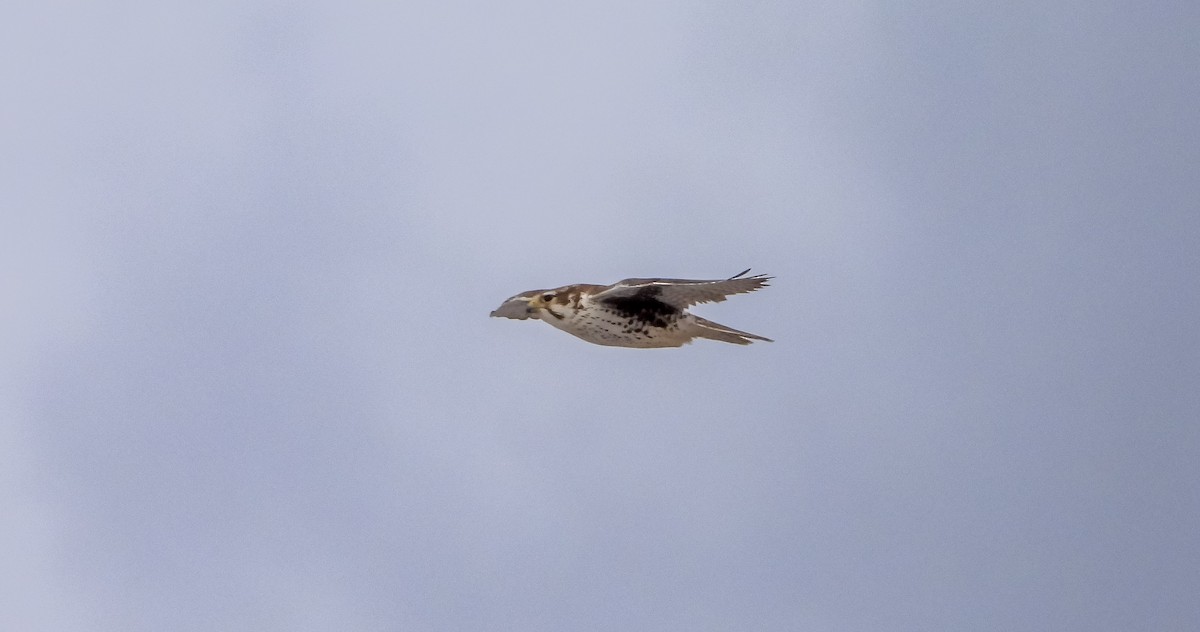 Prairie Falcon - ML647651333