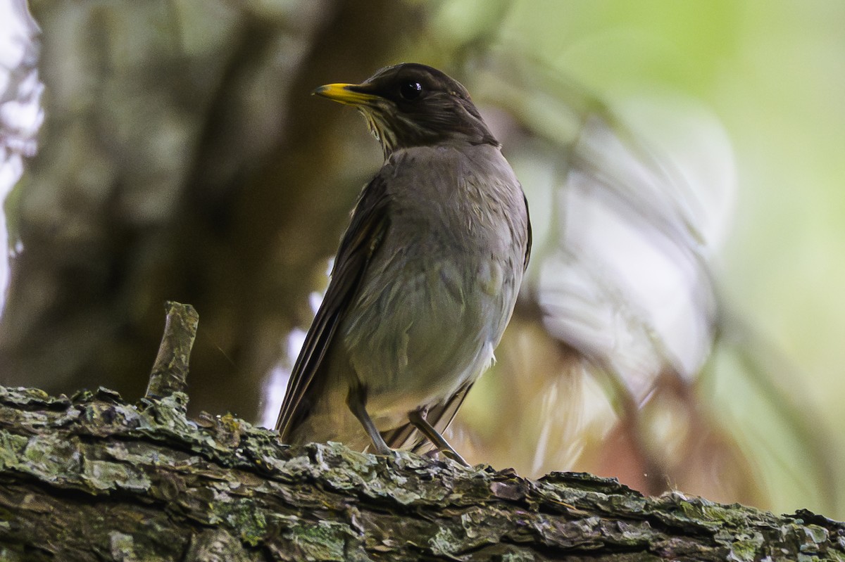 Creamy-bellied Thrush - ML647651335