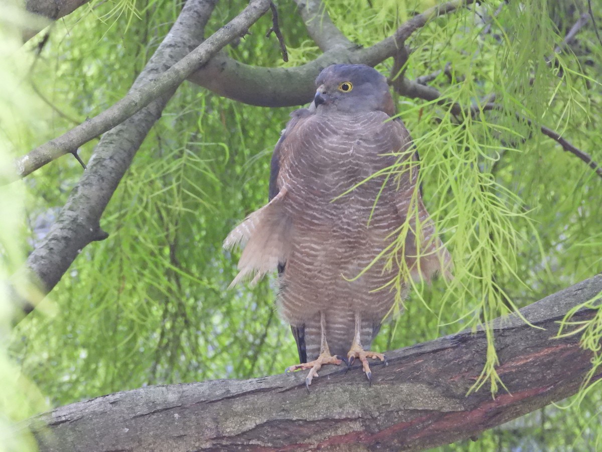 Collared Sparrowhawk - ML647651336