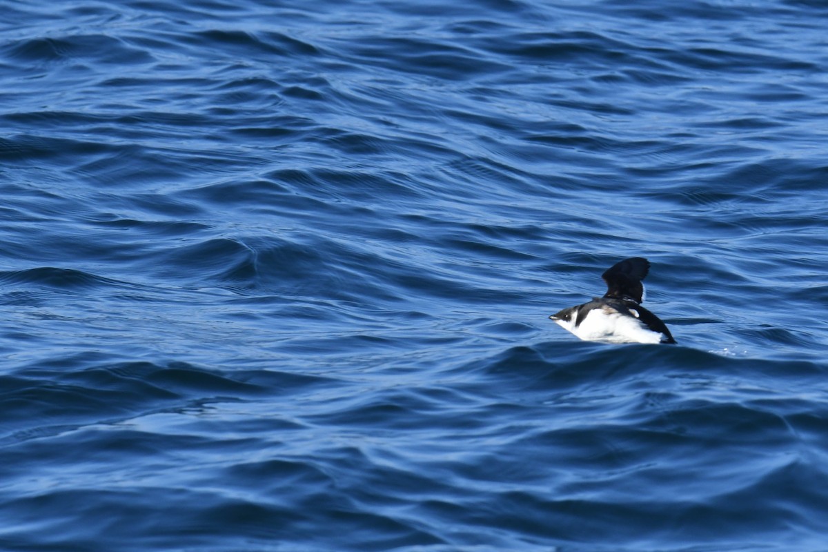 Dovekie - ML647651338