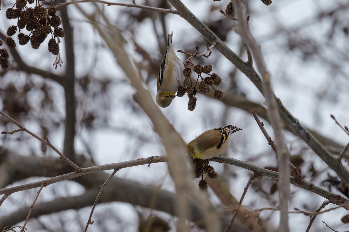 American Goldfinch - ML647651339